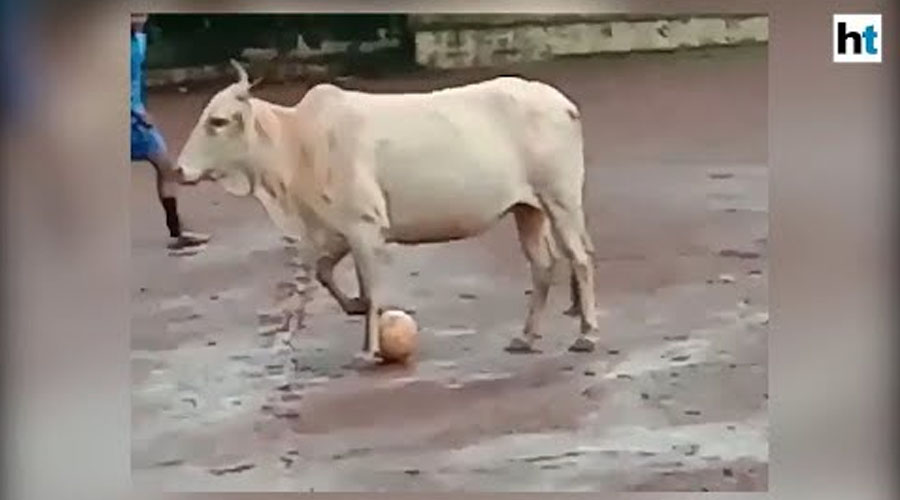 A COW PLAYING FOOTBALL? This happens only in India!