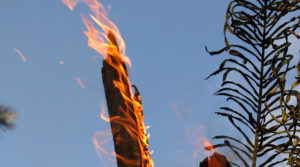 “Lungs of the Earth are on Fire.” The Amazon Rainforest is burning at an alarming rate. #PrayForTheAmazon.